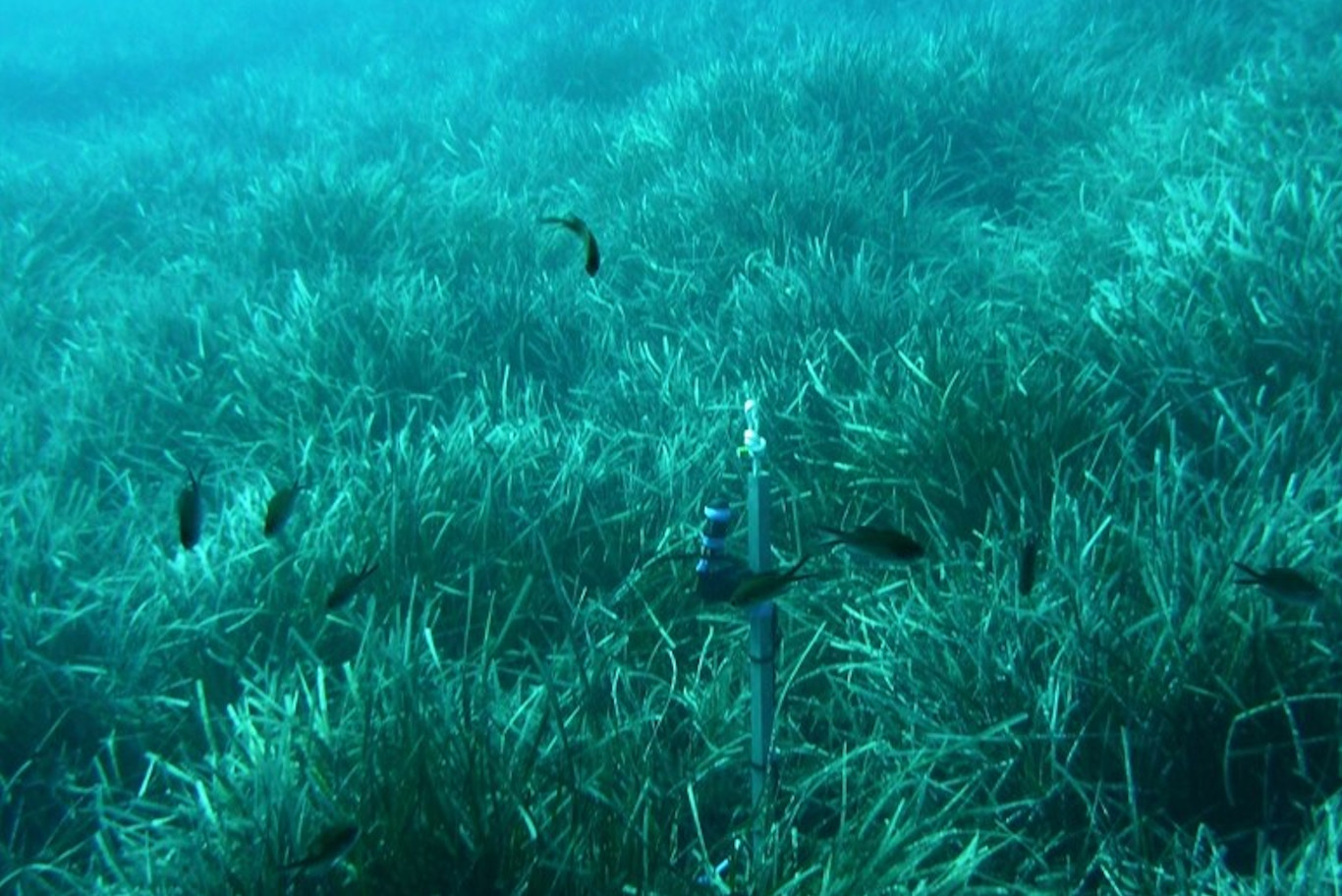 Etats de référence éco-acoustiques des herbiers et coralligènes de Méditerranée