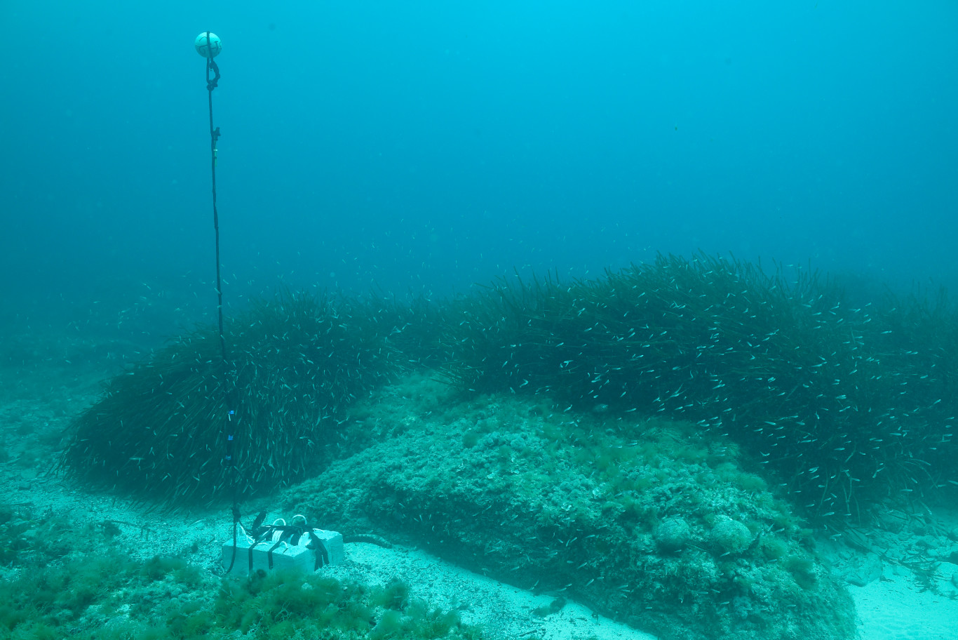 Malin: Absorption du bruit par l’herbier de Posidonie
